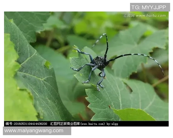 全面解析三地图库天牛图库大全的使用技巧与资源分享