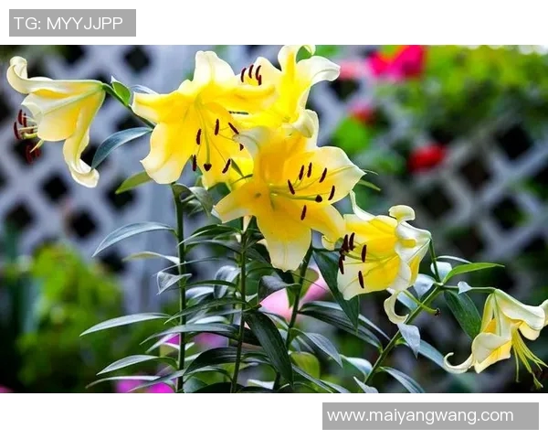 探索粉百合彩吧的魅力与创意,体验多彩生活的无限可能与乐趣 探索粉百合彩吧的魅力与创意,体验多彩生活的无限可能与乐趣